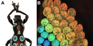 Research: Similar structures could one day be used for brighter cosmetics and better fiber optics —