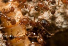 Research: New insights could help keep the invaders’ populations in check —