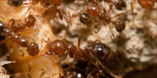 Research: New insights could help keep the invaders’ populations in check —