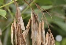 Research: New approach to conserving tree species —