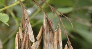 Research: New approach to conserving tree species —