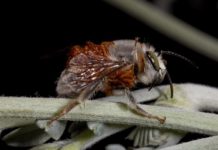 Research: Beetle adapts chemical mimicry to parasitize different bee species —