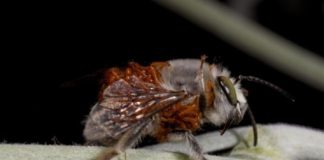 Research: Beetle adapts chemical mimicry to parasitize different bee species —