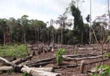 Research: A new study outlines a sustainable path forward for the second most biodiverse country in the world —