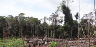 Research: A new study outlines a sustainable path forward for the second most biodiverse country in the world —