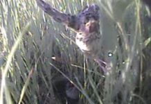 Research: Mini video cameras offer peek at hard-to-observe bird behavior —