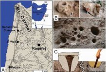 Research: A prehistoric thirst for craft beer —