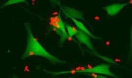 Study: A new approach to identifying ‘signposts’ on cancer cells may help immune cells eliminate the disease — (Details)