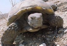 Research: Broad ecological impacts —