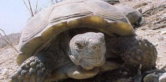 Research: Broad ecological impacts —