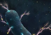 Research: They produce electricity —