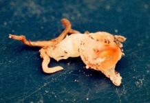 Research: New plant species discovered in museum is probably extinct —