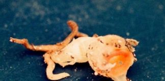 Research: New plant species discovered in museum is probably extinct —