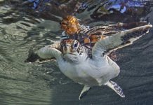 Research: Political actions are required, not additional scientific knowledge —