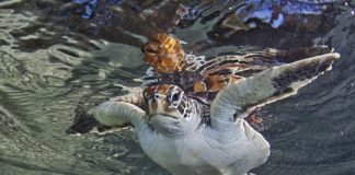 Research: Political actions are required, not additional scientific knowledge —