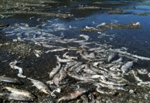 Research: The world needs death and decomposition —