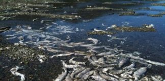 Research: The world needs death and decomposition —