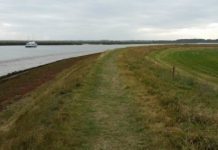 Research: Global coastal wetlands need to move inland in fight against climate change —