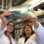 Study: Mouse study finds male obesity is linked to brain inflammation — (Details)