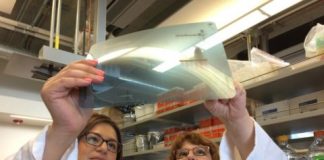 Study: Mouse study finds male obesity is linked to brain inflammation — (Details)