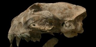 Research: Wild animals were routinely captured and traded in ancient Mesoamerica —