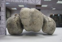 Research: Skeletons of extinct 500kg elephant birds revolutionise our understanding of this island —