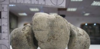 Research: Skeletons of extinct 500kg elephant birds revolutionise our understanding of this island —