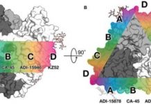 Research: Rare antibodies show scientists how to neutralize the many types of Ebola —