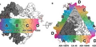 Research: Rare antibodies show scientists how to neutralize the many types of Ebola —