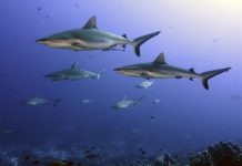 Research: Appetite for shark fin soup serious risk to threatened sharks —