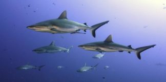 Research: Appetite for shark fin soup serious risk to threatened sharks —