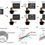 Study: People show confirmation bias even about which way dots are moving — (Details)