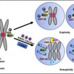 Study: How a virus destabilizes the genome — (Details)