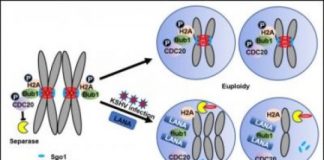 Study: How a virus destabilizes the genome — (Details)