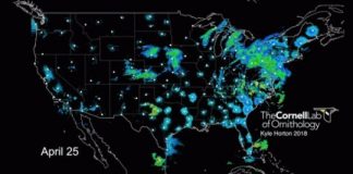 Tech: Weather forecasting sheds light on where and when birds will fly — (Report)
