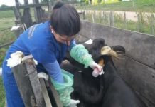 Research: Leptospirosis strains identified in Uruguay cattle —