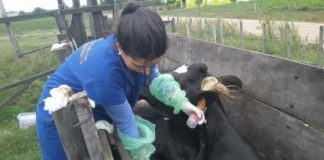 Research: Leptospirosis strains identified in Uruguay cattle —