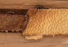 Research: Trees reveal the evolution of environmental pollution —