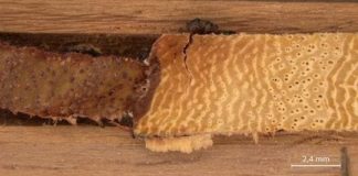 Research: Trees reveal the evolution of environmental pollution —