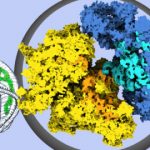 Study: A very special protein synthesis machinery — (Details)