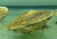 Research: Study shows toxic effects of oil dispersant on oysters following deepwater horizon spill —