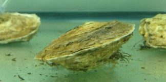 Research: Study shows toxic effects of oil dispersant on oysters following deepwater horizon spill —