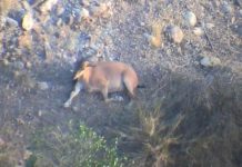 Research: Ecologists report sighting rare wild goat species in Afghanistan —