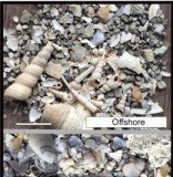 Research: Fossils on the move can distort patterns of mass extinctions —