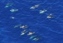 Research: Protected resource status of monument is under review by Trump administration —