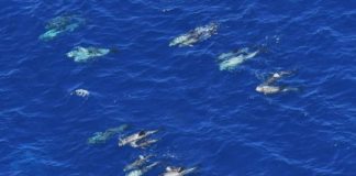 Research: Protected resource status of monument is under review by Trump administration —