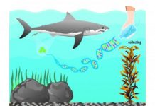 Research: Sniffing out sharks —