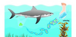 Research: Sniffing out sharks —