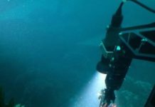 Research: New soft coral species discovered in Panama —