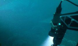 Research: New soft coral species discovered in Panama —